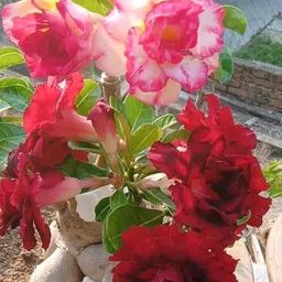 breezy blooms Adenium Plant-picture-23