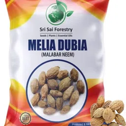 sri sai forestry Melia Dubia Tree Seeds , Malabar Neem Tree Seed for Planting Seed-picture-15