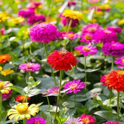 silba Zinnia Seed, Jinnia Seed, Zinia Bij Seed image 2