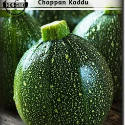 qualtivate XXX-6A Pumpkin (Chappan Kaddu) Seed Seed-picture-11