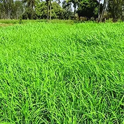 sk organic COFS 31 Multicut Grass fodder Seeds for Cattle feed like Cow buffalo goat etc Seed image 3