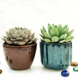 tofoh Echeveria Plant-picture-20