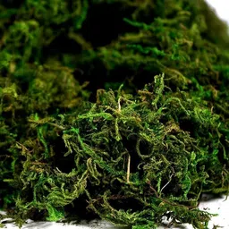 ecogrow ventures Natural Green Dried Moss Grass (450g) | Preserved Moss for Pots, Home, and Garden | Decorative & Functional Ground Cover for Indoor Plants, Terrariums, Craft Projects | Long-Lasting image 2