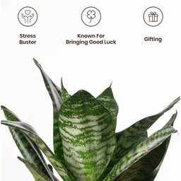 kyari Sansevieria Green Snake With Aura Pot- Green image 2