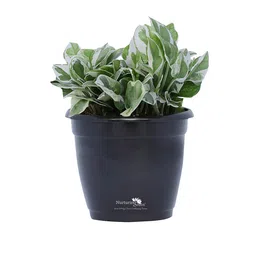 nurturing green Black Scindapsus Compacta Medium Natural Plant In Fibre Pot, Set Of 2 image 4
