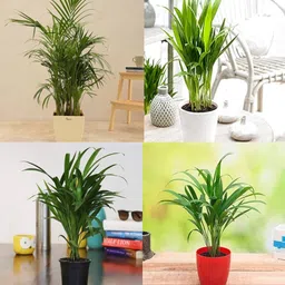 ibains erika seed pack of 37 Seed image 4