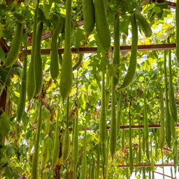 knessin (BIO) Jaipur Long Sponge Gourd Vegetable Seeds (500 Seeds) Seed-picture-17