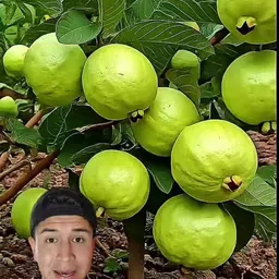 breezy blooms Guava Plant-picture-19