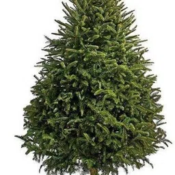 Christmas Tree Plant-image-62