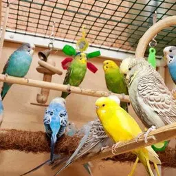 parrots wizard Kangni Seed 3.8 kg (4x0.95 kg) Dry New Born, Adult, Young, Senior Bird Food image 4