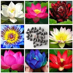 deys agro ™ kamal seeds flower, kamal gatta seed, best quality kamal phool Seed image 1
