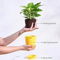 ugaoo Variegated Money Plant image 4