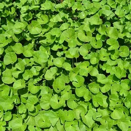 samarthgreen Centella Plant image 2