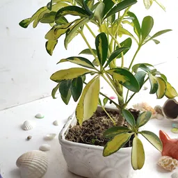 greenoria Schefflera Plant-picture-40