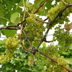 anushka green bliss Grape Plant-picture-28