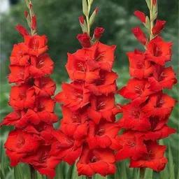 florafusion Gladiolus/Sword Lily Plant image 4
