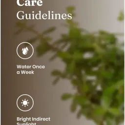 kyari Jade Plant With Self Watering Pot- Red image 5