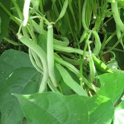 mamoni traders BEANS Seed-picture-32