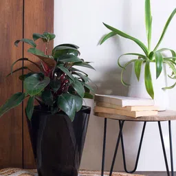 harla arts Love Bite (Medium) Black Porcelain Floor Planters With Stand image 2