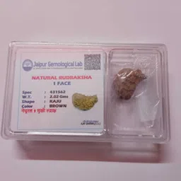 divine rudra and astro vastu 1 Mukhi Rudraksha Wood image 2