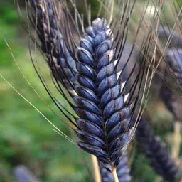 hn international Black Wheat Seeds for Farming PUNJAB Black Wheat Seeds for Sowing - Natural Black Wheat Seed 1 KG Seed-picture-34