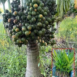global mart plant Betel Nut/Supari Plant-picture-24
