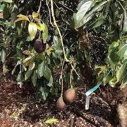 greenhousestore Avocado Plant image 4