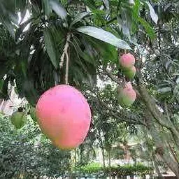aquinnah Mango Plant image 2