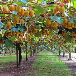 bakuchi Hybrid golden kiwi fruit seeds for home plant Seed-picture-10