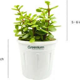 greenium Jade Plant image 3