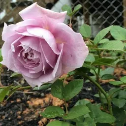 heaven of saplings Rose Plant-picture-47