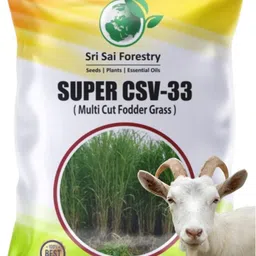 sri sai forestry CSV 33 MF (Anant) Fodder Grass Seeds, High Yield Multi Cut Grass Seed-picture-27