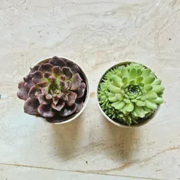 tofoh Sempervivum Tectorum Plant-picture-17