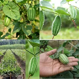 ibains Parwal seeds hybrid all seasons pack of 79 Seed-picture-10