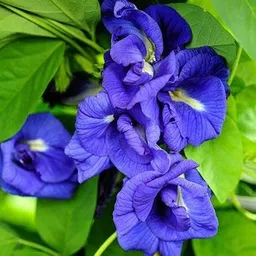 Aparajita/ Butterfly Pea Plant-image-77
