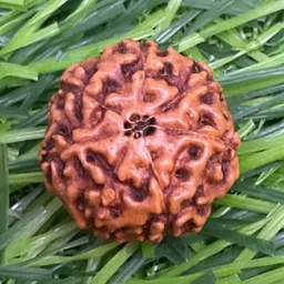beautum INDONESIAN SEVEN MUKHI RUDRAKSHA NATURAL WITH SILVER CAPPING Wood Pendant image 2
