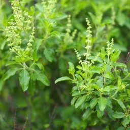cloud farm Tulsi Plant image 2
