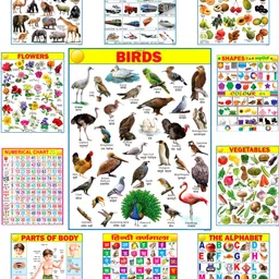 janil All in One Multicolored Educational Charts for Kids | Learn about English Alphabet, Fruit, Vegetables, Animals, Birds, Part of Body, Hindi Vernmala, Transport, Numerical, Colour Shape & Flowers with Waterproof Picture Chart Fine Art Print-picture-28