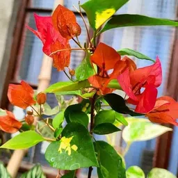 florafusion Bougainvillea Plant image 2