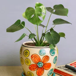 StyleMyWay Multicoloured Ceramic Planter Pot With Tray-picture-42