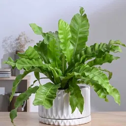 ugaoo Fleeting Bliss White Ceramic Planter-picture-23