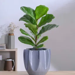 ugaoo Tranquil Tales Grey Ceramic Planter image 1