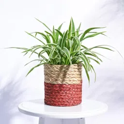 ugaoo Sabai Multicolour Cane Planter image 1