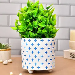 TAYHAA White & Blue Printed Ceramic Planter-picture-33
