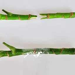 ar tapes & plastics AR 3 inch x 100meter Grafting Stretchable Tape for Nursery and Garden, Biodegradable Plant Repair Tapes Self-Grafting Clear Film for Fruit, Floral, Tree and Plants Grafting Film Tool (1) image 3