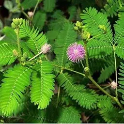 evy Shami/Jand Plant image 2