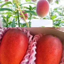 fsk Mango Plant-picture-20