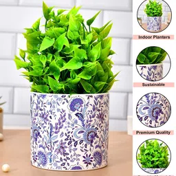 TAYHAA White & Blue Floral Printed Ceramic Planter image 5