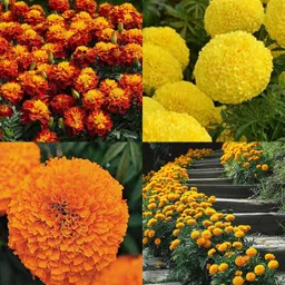 ibains Big genda flower seeds pack of 51 Seed-picture-15