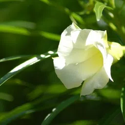 Oleander Plant-image-74